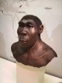 450px-Homo erectus.JPG