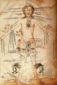 400px-Astrological signs and human body parts 14th century.jpg