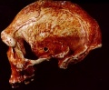 Teschio20uomo-neanderthal-proiettile-300x248.jpg